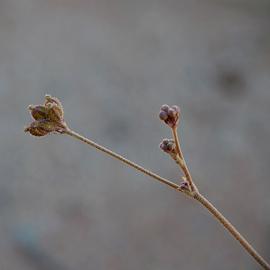   Infructescence:   Boerhavia coccinea , pubescent anthocarps at apex of stem (left), and flower buds (right).; Photo by South Australian Seed Conservation Centre, used with permission
